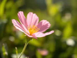 Laserowe obkurczanie pochwy